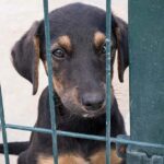 Tierheimsponsoring: Hilfe, die ankommt