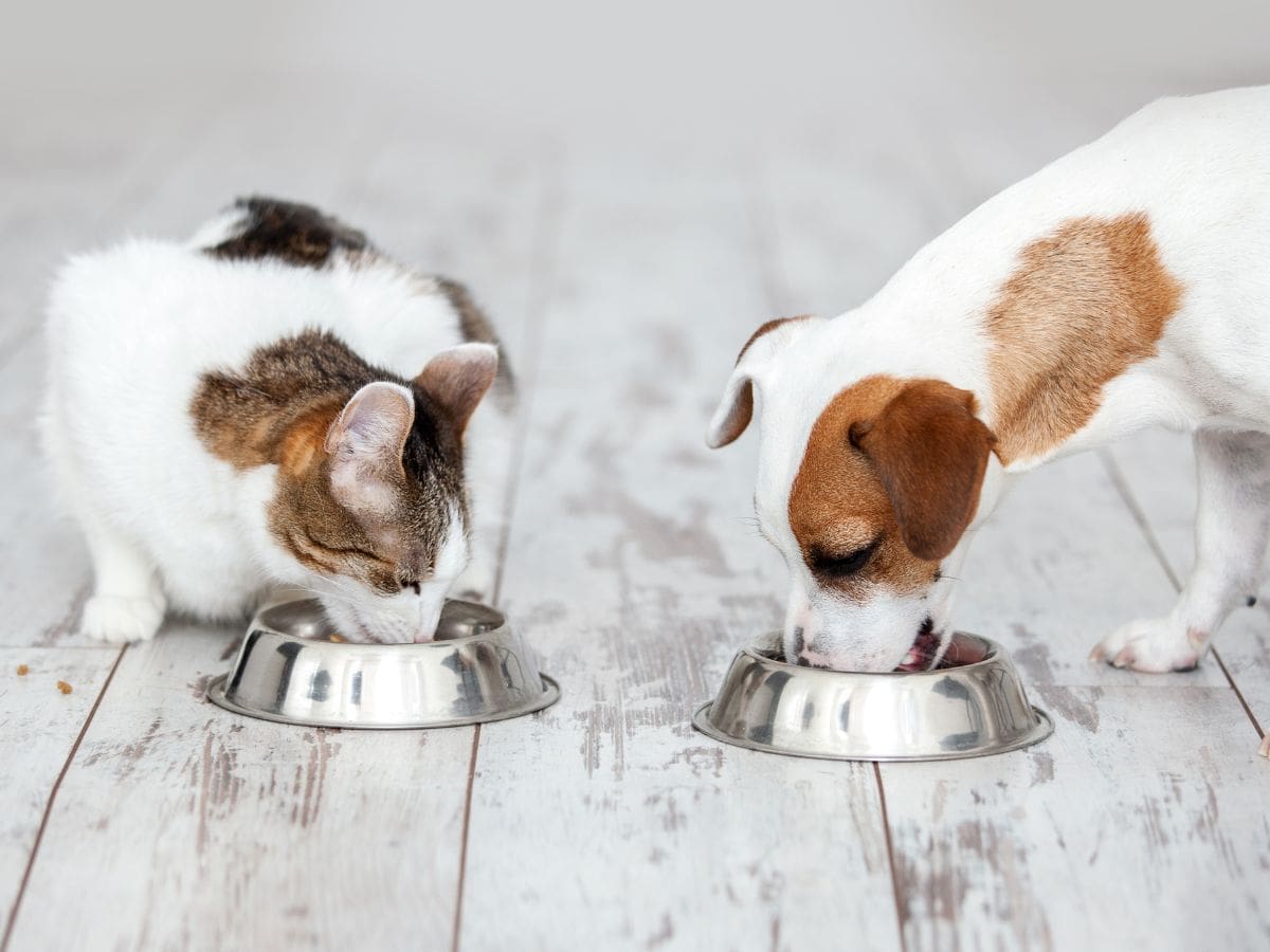 FFTIN Tierheimsponsoring