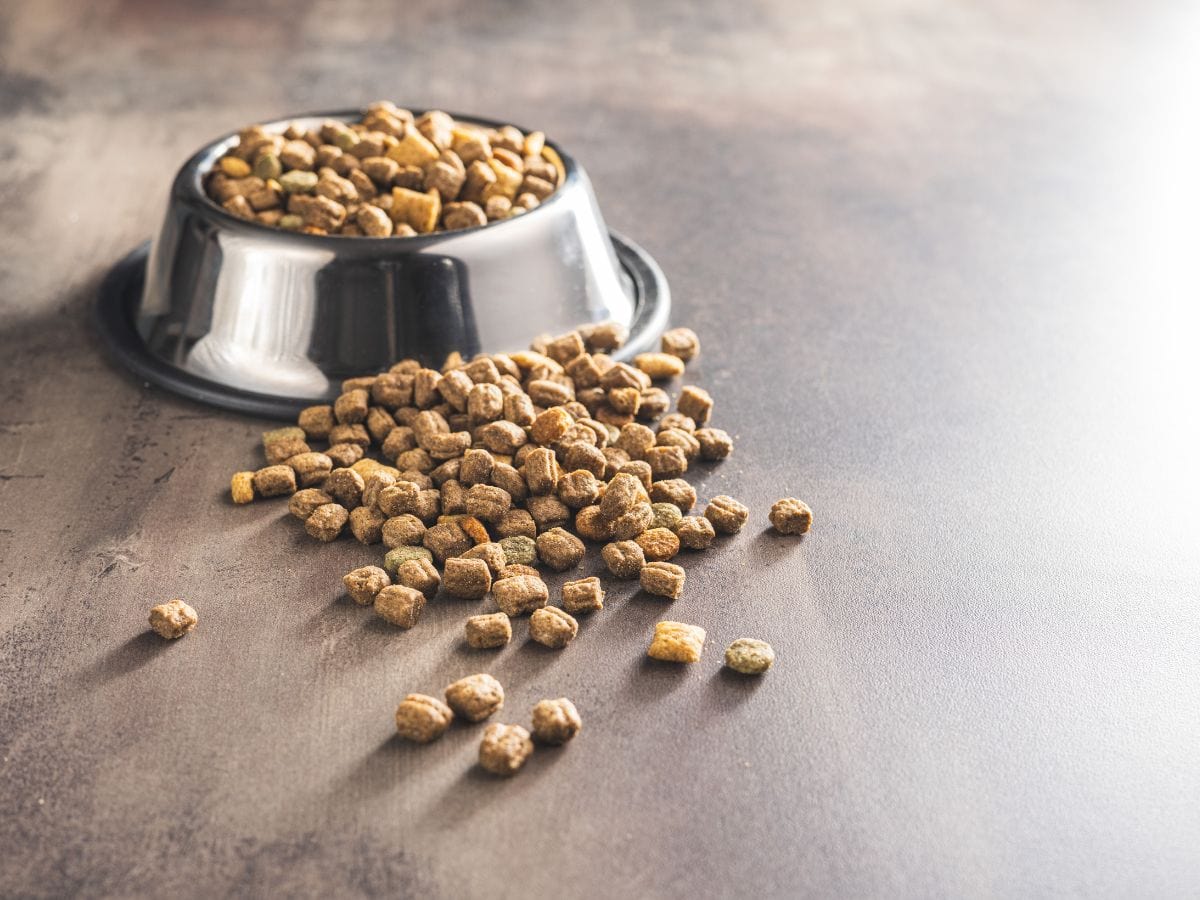 FFTIN Tierheimsponsoring